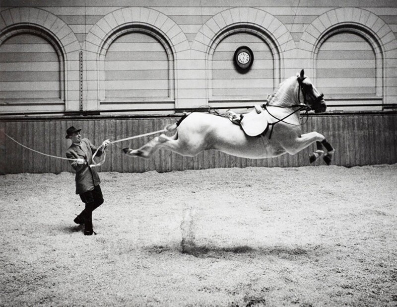 Испанская школа верховой езды, Вена. Фото Ханса Хаммаршельда, 1952 год