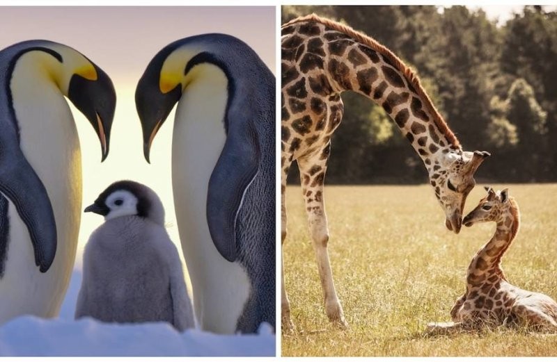 Удивительный мир животных в красивых фотографиях со всего мира