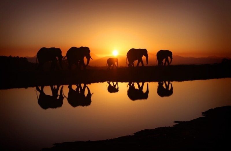 Слоны в лучах заката
