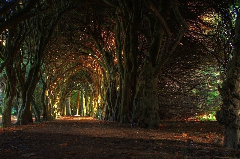 Сказочный буковый туннель в Ирландии. 