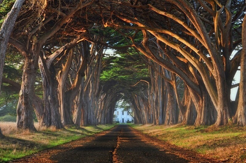Туннель из деревьев в Калифорнии. 