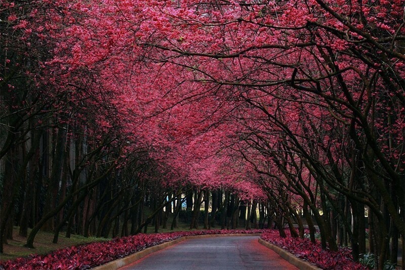 Дорога цветущей вишни. 