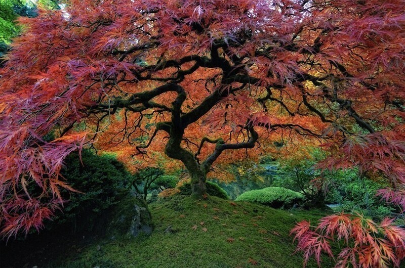 Японский сад в Портленде. 