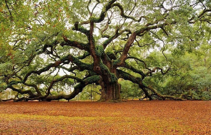 Дуб Ангел в Чарльстоне в Южной Каролине. Этому дереву 1500 лет. 