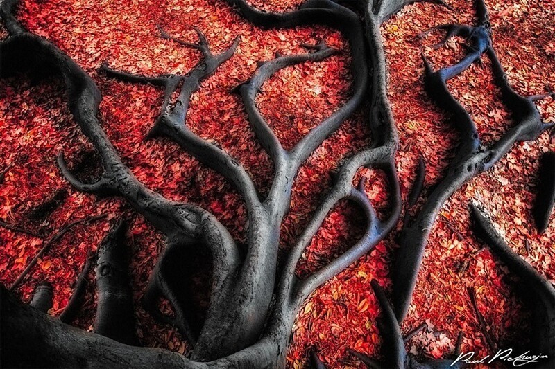 Черные корни на красных листьях. (Фото: Paul Pichugin).