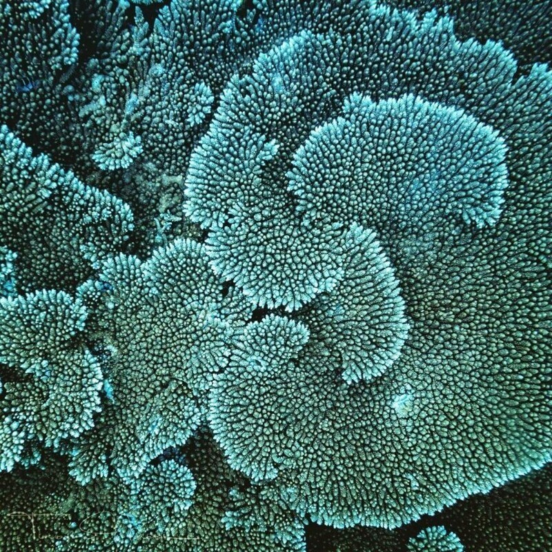 7. Коралловые спирали