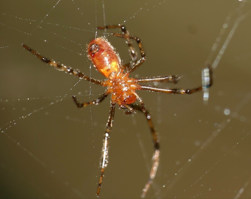 Ученые показали пауков, которые охотятся стаями