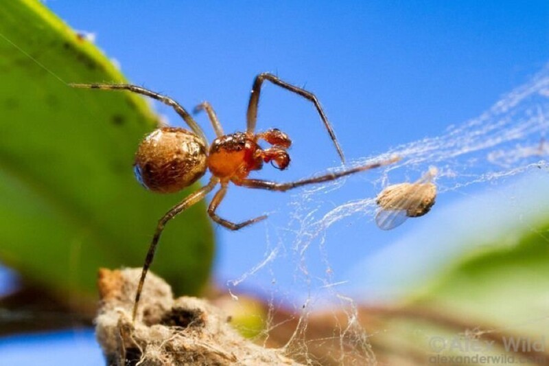 Ученые показали пауков, которые охотятся стаями