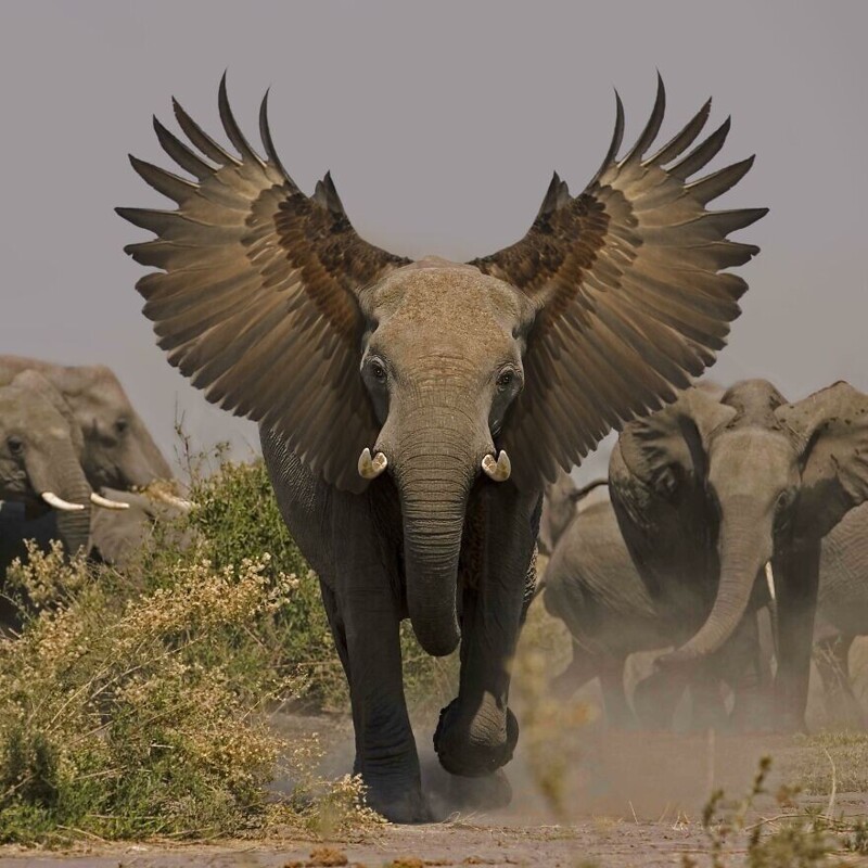 Бульдоги и носороги: смешные и странные гибриды животных