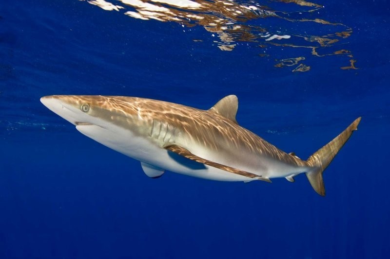В корме для домашних питомцев обнаружены следы мяса акул, находящихся на грани исчезновения