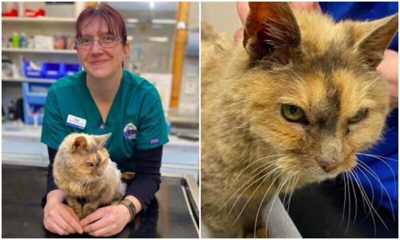 Женщина чудом нашла свою кошку, которая пропала 17 лет назад