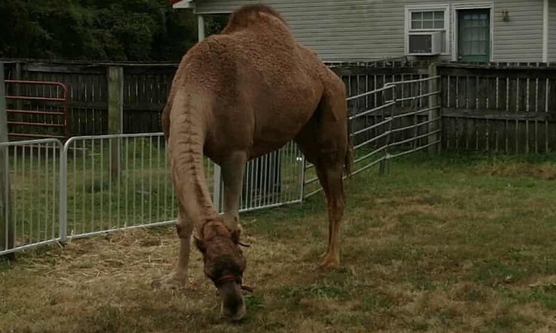 Верблюд сбежал из зоопарка и убил двух мужчин