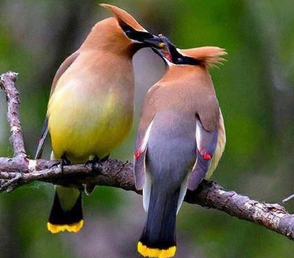Птичкины поцелуи: зачем пернатые целуют друг дружку и людей?