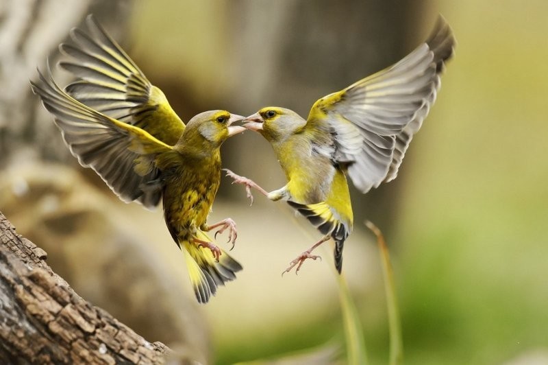 Птичкины поцелуи: зачем пернатые целуют друг дружку и людей?