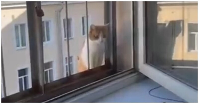 Пришла чужая кошка. Кот за окном. Окна юмор. Кот громко мяукает. Март за окном фото.