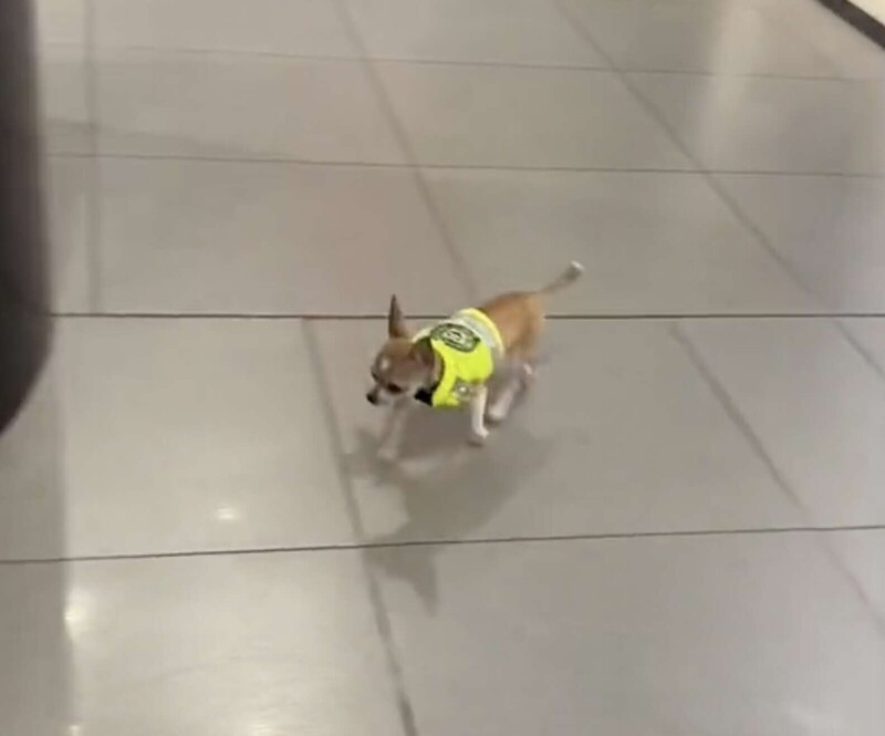 В аэропорту Колумбии "работает" самый маленький пёс-ищейка
