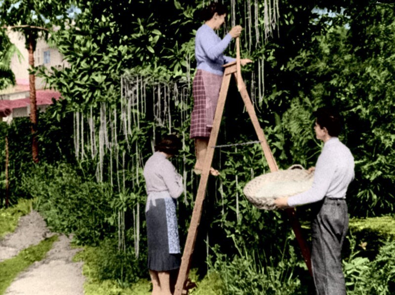 В 1957 году в День дураков в популярной документальной программе «Панорама», существующей и по сей день, Би-Би-Си показало репортаж об уборке урожая спагетти.