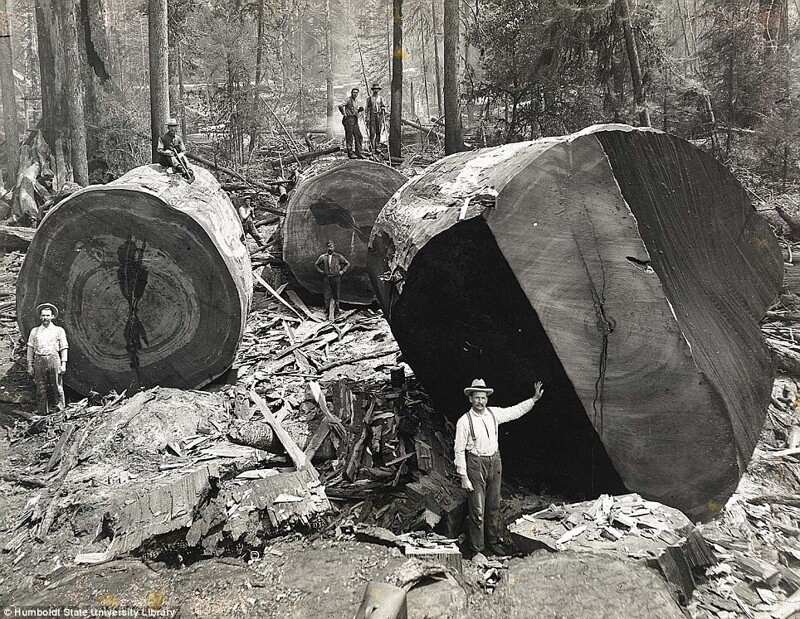 Лесорубы в лесах северной Калифорнии, 1915 год.
