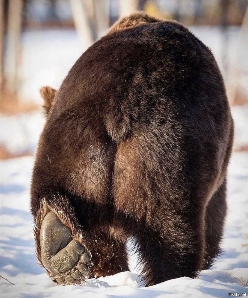 Есть ли у медведя хвост фото