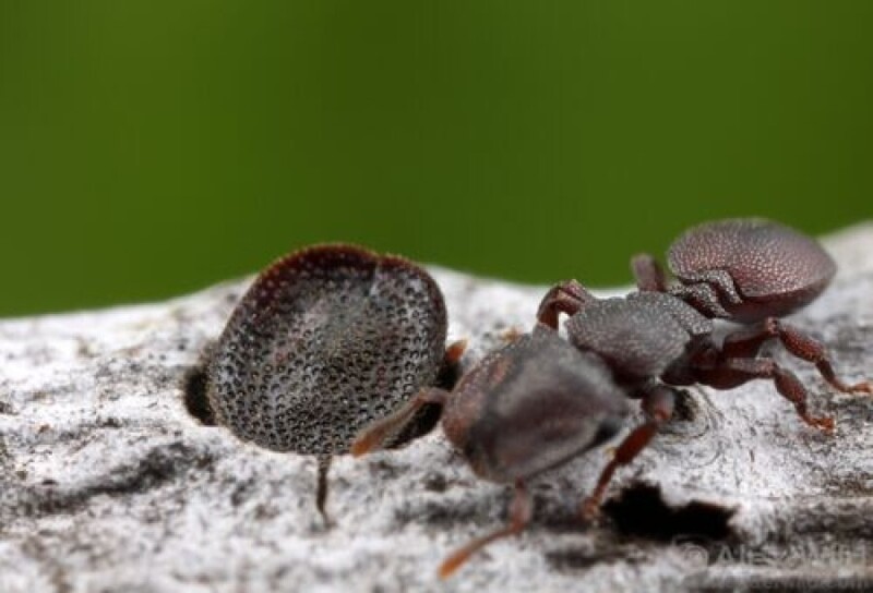 Кефалоты - уникальные муравьи с "крышкой" на голове