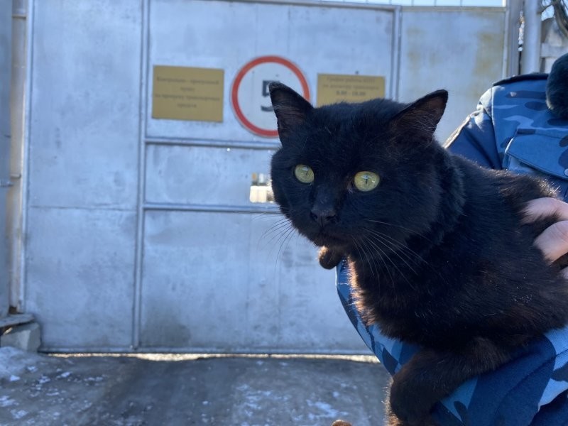 Сотрудники казанской колонии обезвредили кота-наркокурьера