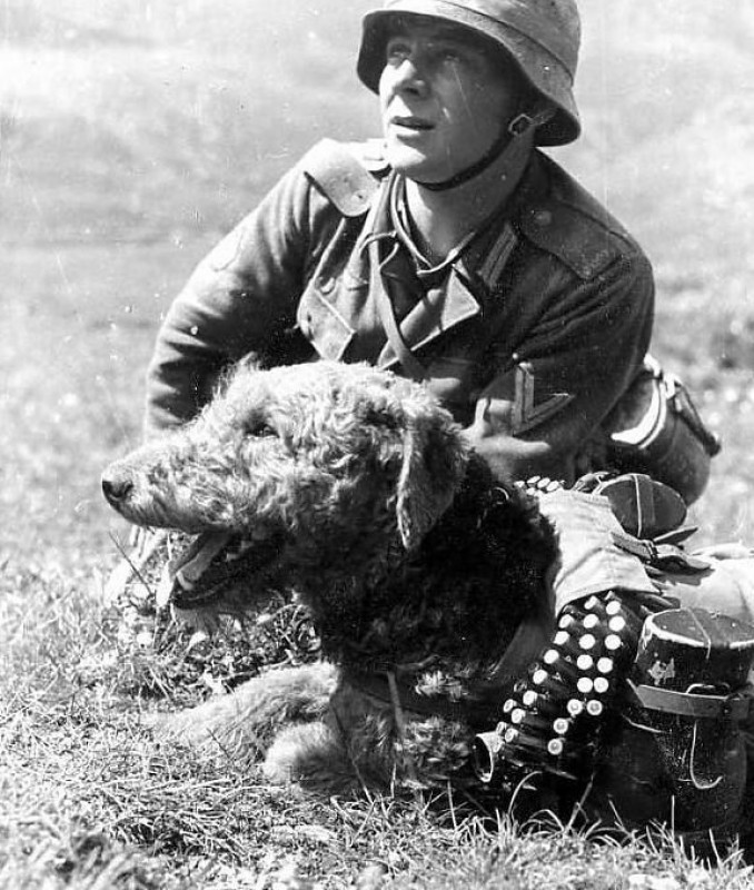 Собаки подрывники на войне 1941 1945 фото