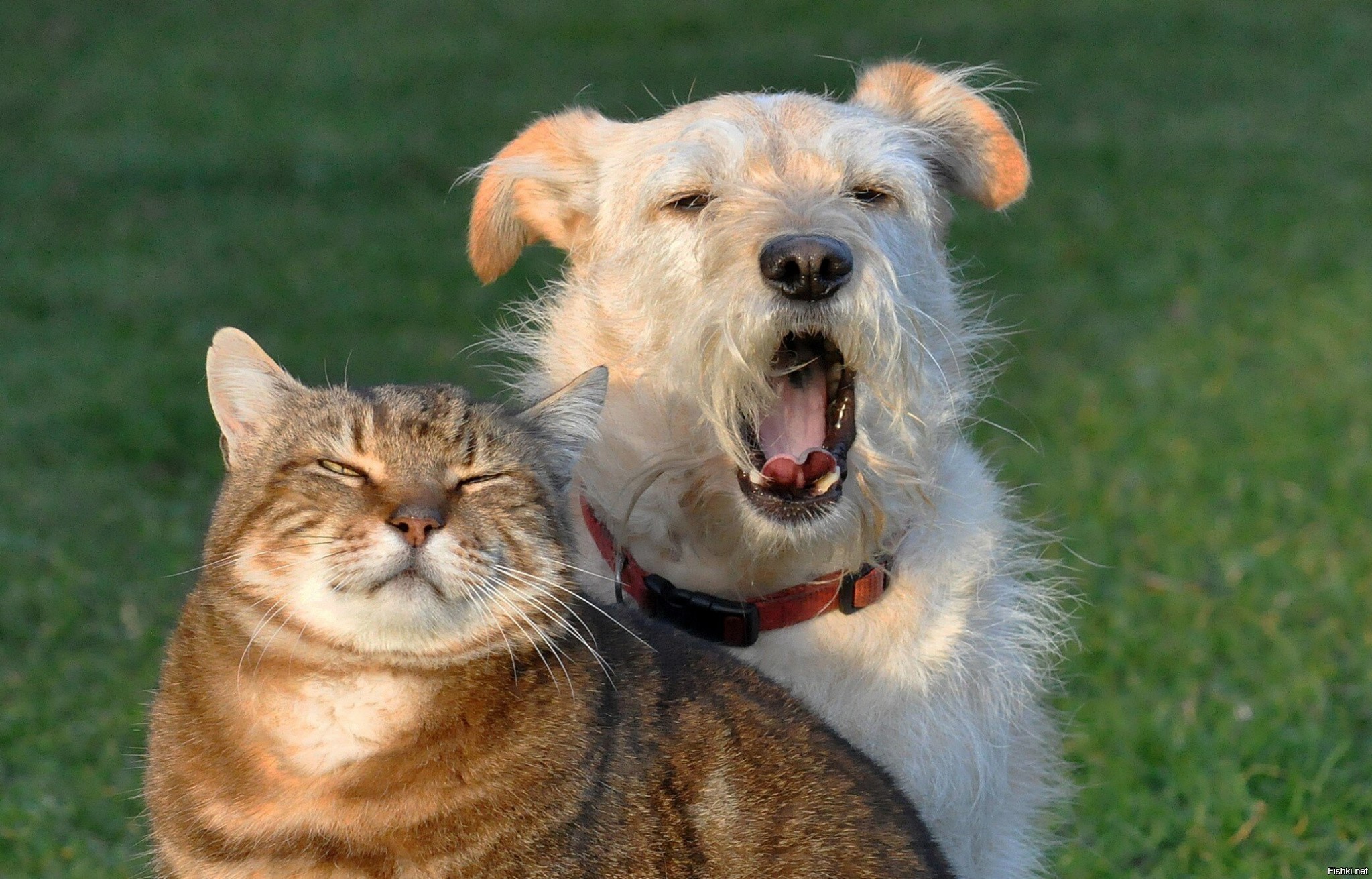 Покажи другую собаку. Кошки и собаки. Кошка и собака друзья. Кошки и собаки приколы. Кот и собака дружат.