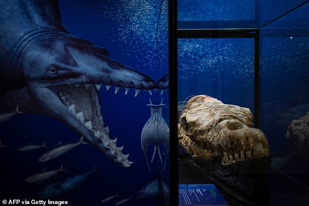 Перуанское «морское чудище»: ученые исследовали череп доисторического кита, найденный в пустыне Перу