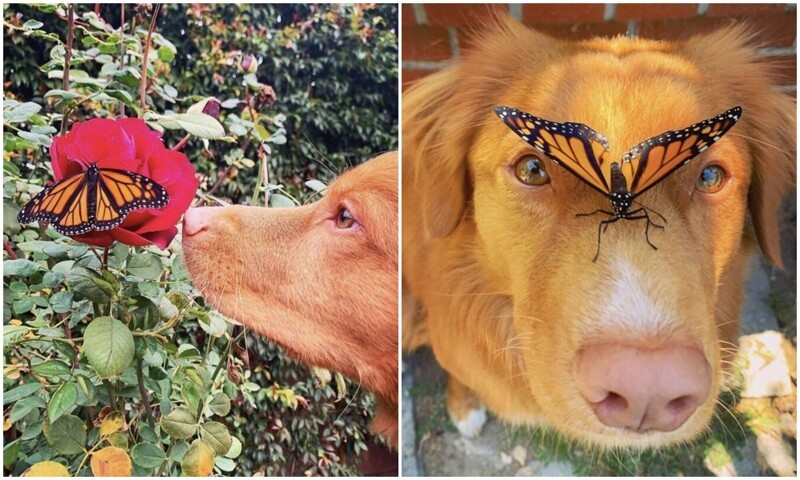 Что за милота: пёс нежно общается с бабочками