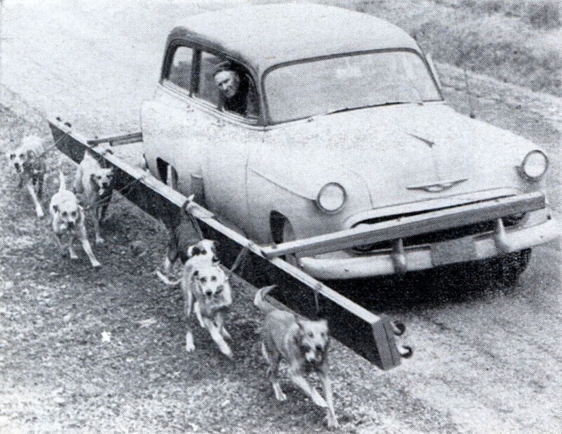 Тренажёр для ездовых собак. США, 1955 год.  Тренировка происходила со скоростью 55 км./ч.