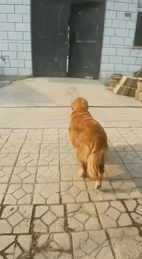 Смекалистый парень