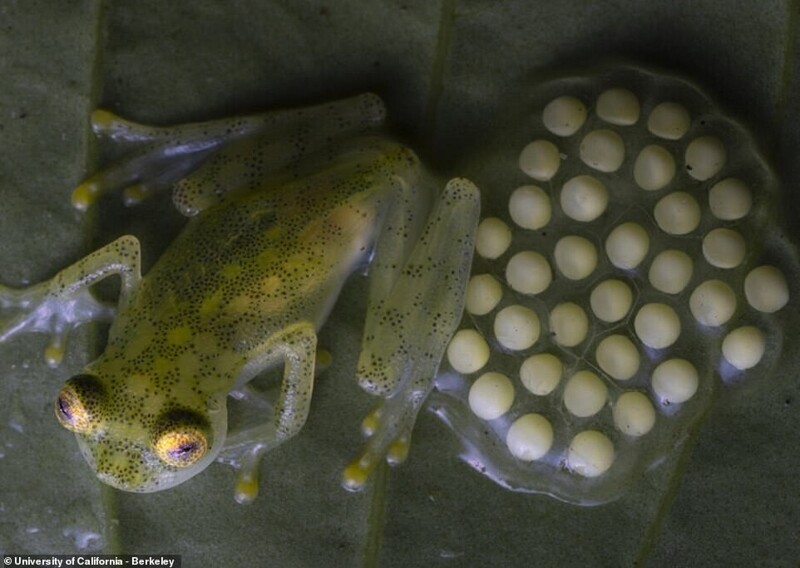 В Эквадоре нашли новый вид "прозрачных" лягушек