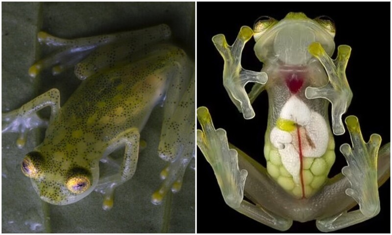 В Эквадоре нашли новый вид "прозрачных" лягушек