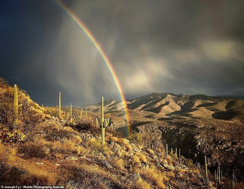 Пустыня Сонора, США. Фотограф Joseph Cyr