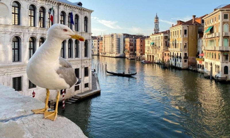 Захватить Италию и печеньки: туристам в Венеции выдали пистолетики отстреливаться от чаек