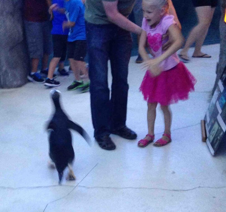 "Я успел сфоткать момент побега пингвина из зоопарка"