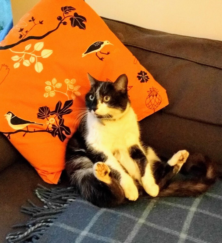 "Мой кот уселся на новый диван. Ну что за чудик"
