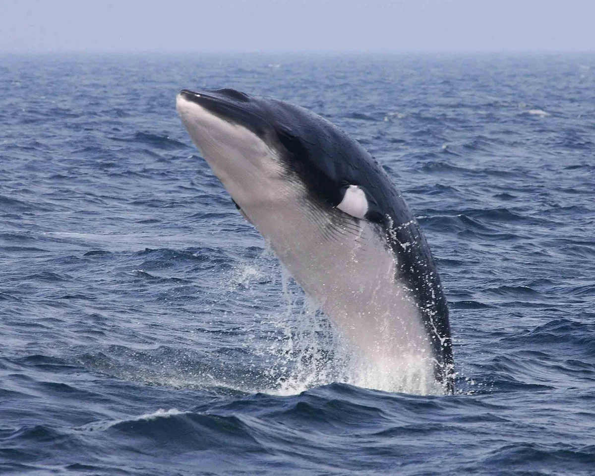 Полосатый кит фото