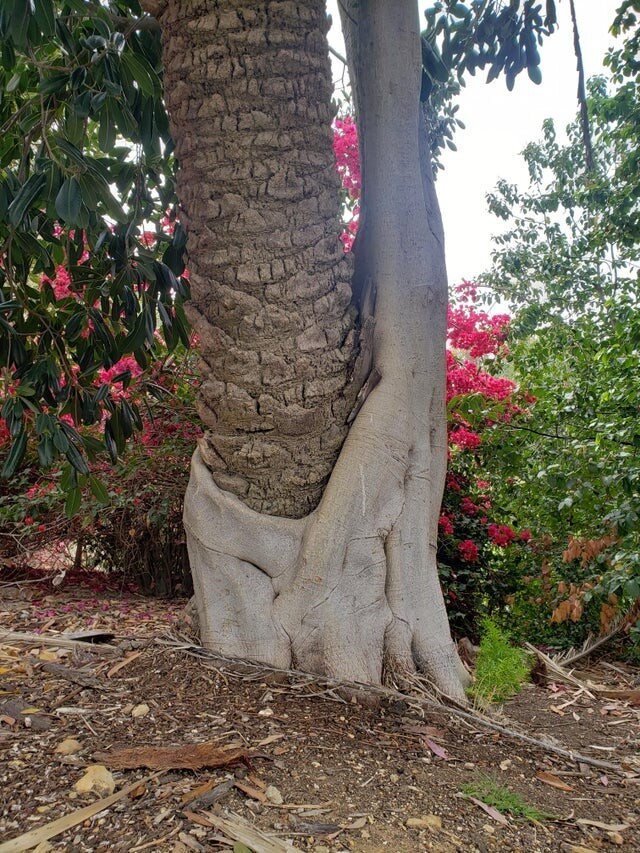 Это дерево поглощает пальму