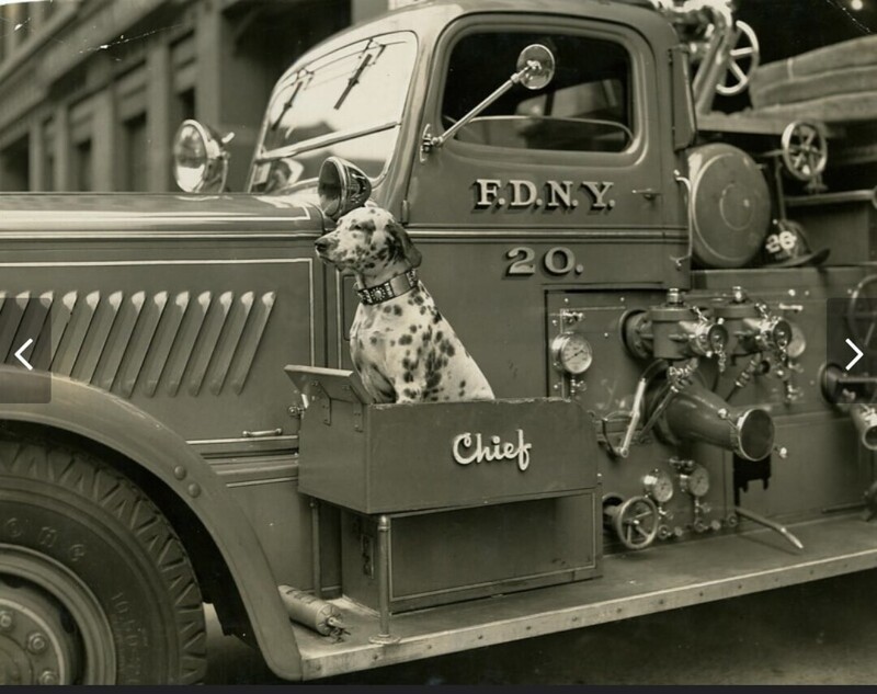В пожарных машинах конца 30-х было особое место для служебных собак