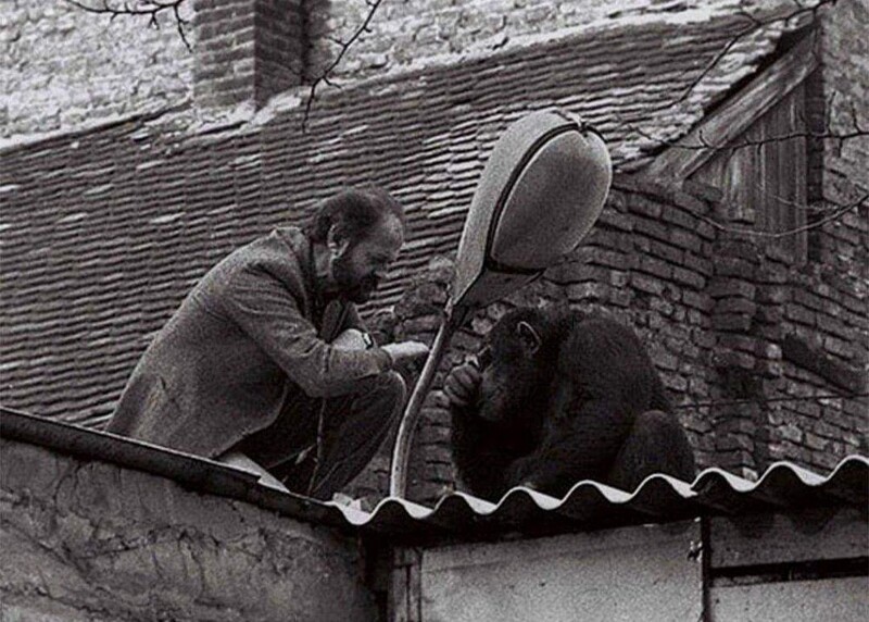 Директор Белградского зоопарка уговаривает сбежавшего шимпанзе по кличке Сами, вернуться в зоопарк, 1988 год