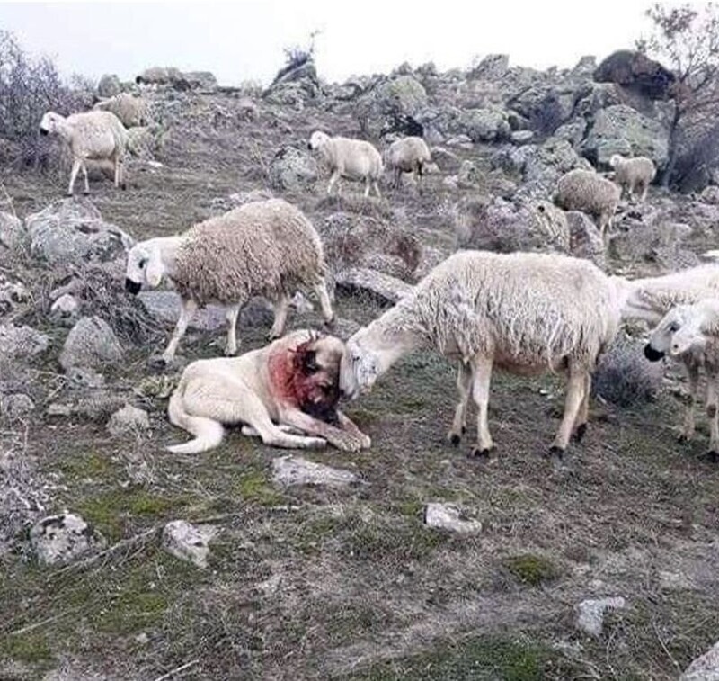 Овца благодарит собаку, которая спасла её от нападения волка.