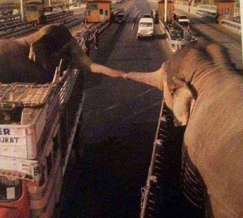 Прощальное фото слонов (слонов, ранее содержащихся вместе, развозят по разным зоопаркам.