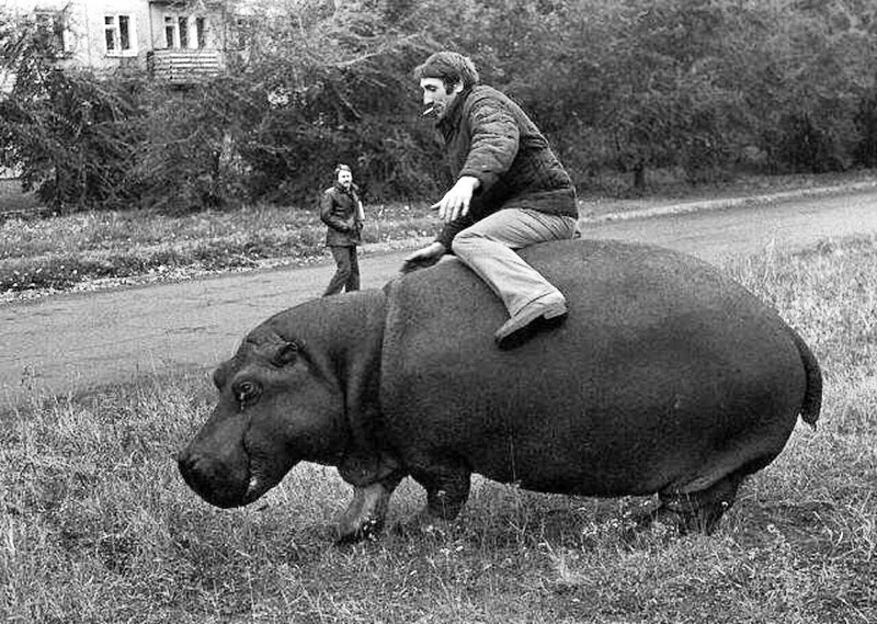 Пьяный совeтский рабочий пытается осeдлать бегемота, Новокузнецк, 1982 год