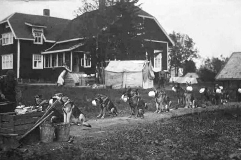 Собаки-пограничники выстроились в очередь за обедом, с мисками в зубах... Дисциплина ...1930-е