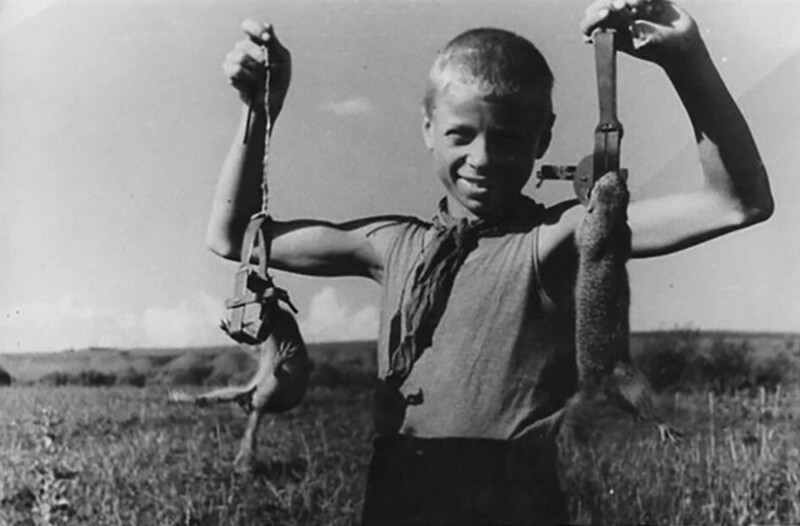 Воспитанник детдома в борьбе с вредителями полей. Красноярский край 1950-е годы