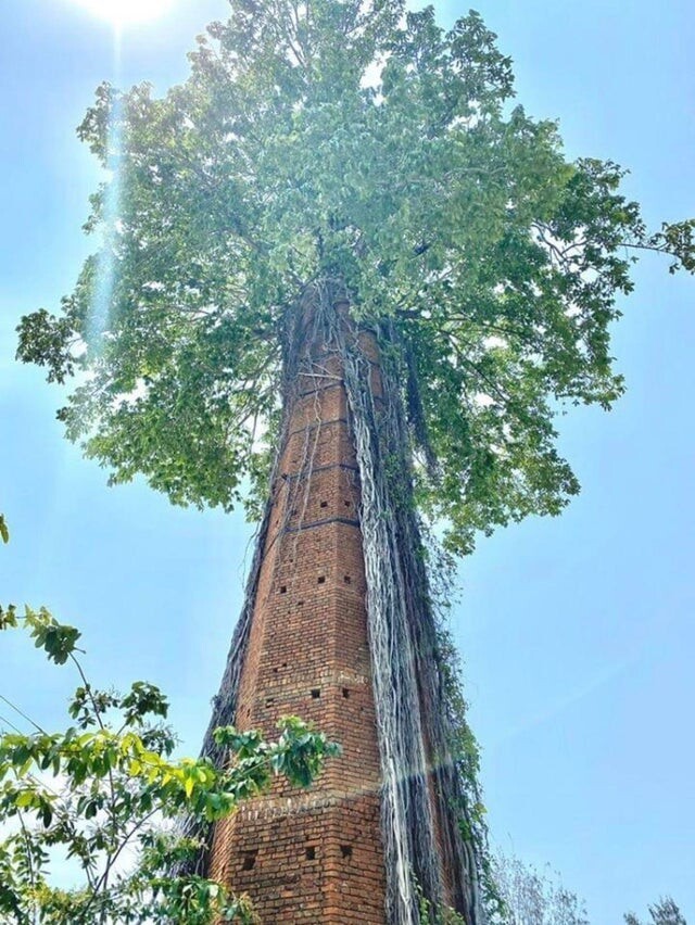 Дерево выросло вокруг башни