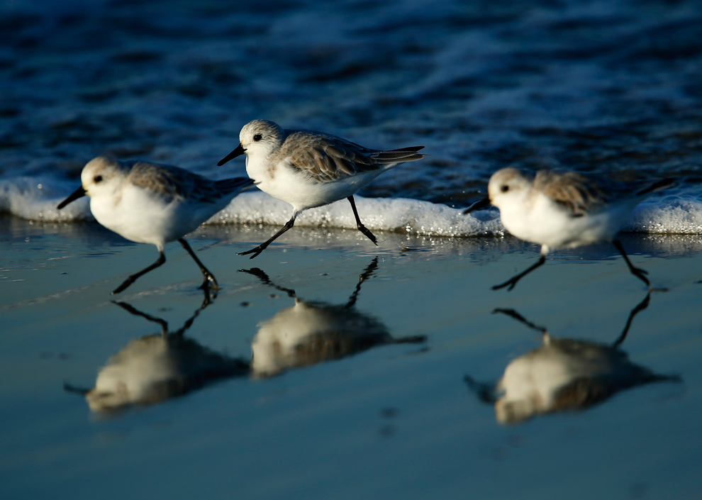 Птицы живущие на берегу