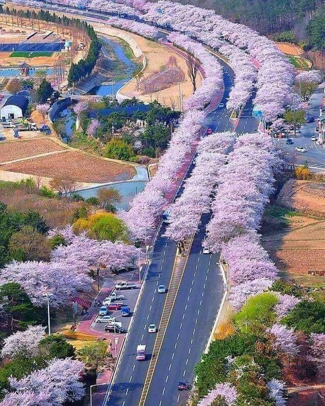 Вишневые деревья, Япония