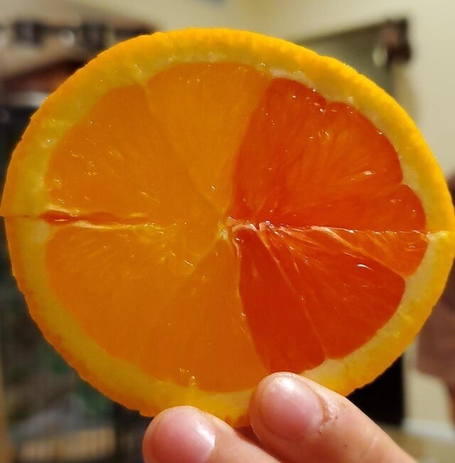 Я разрезал апельсин, и одна половина его была оранжевая, а другая - красная
